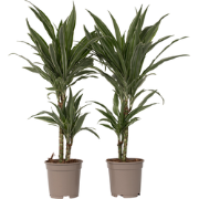 Dracaena deremensis 'Warneckei' - Set van 2 - Potmaat 17 cm - Hoogte 6...