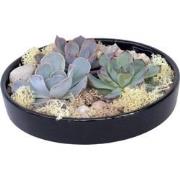 Echeveria Garden Mix Black - vetplanten op decoratieve schaal - Zwart ...