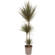 Dracaena marginata Bicolor - Drakenbloedboom - Pot 24cm - Hoogte 110-1...