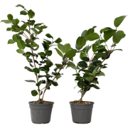 Camellia japonica 'Lady Campbell' - Set van 2 - Roos - Pot 15cm - Hoog...