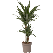 Dracaena deremensis 'Warneckei' - Potmaat 17 cm - Hoogte 60-70 cm