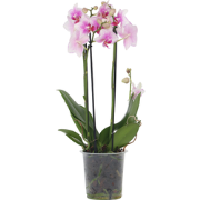 Phalaenopsis Multiflora - Orchidee roze - Pot 12cm - Hoogte 35-45cm