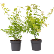 Acer palmatum 'Orange Dream' - Set van 2 - Pot 19cm - Hoogte 60-70cm