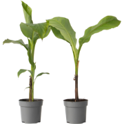 Musa Basjoo - Set van 2 - Bananenplant - Tuinplant - Pot 9cm - Hoogte ...