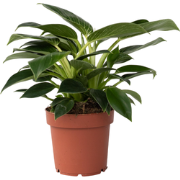 Philodendron 'White Wave' - Pot 12cm - Hoogte 20-30cm