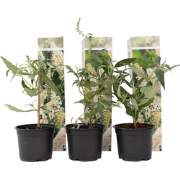 Vlinderstruiken - Buddleja Wit - Set van 3 - Tuin - Pot 9cm - Hoogte 2...