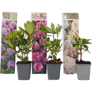 Rhododendron - Mix van 3 - Paars wit roze - Tuinplant - Pot 9cm - Hoog...