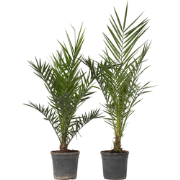 Phoenix Canariensis - Set van 2 - Dadelpalm - Pot 19cm - Hoogte 80-100...