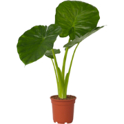 Alocasia Odora - 'Olifantsoor' - Pot 17cm - Hoogte 55-75cm