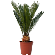 Cycas Revoluta - Varenpalm - Pot 15cm - Hoogte 45-60cm