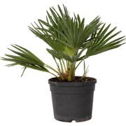 Chamaerops 'Vulcano' - Dwergpalm - Pot 19cm - Hoogte 35-45cm