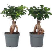 Ficus Ginseng - Japanse Bonsai - Set van 4 - Pot 12cm - Hoogte 30-40cm