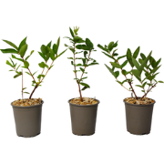 Lonicera kamtchatica - Set van 3 - Honingbes - Pot 9cm - Hoogte 25-40c...