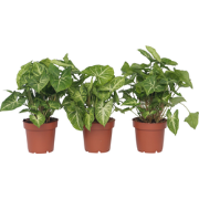 Syngonium 'Pixie' - Set van 3 - Pijlpuntplant - Pot 12cm - Hoogte 25-4...