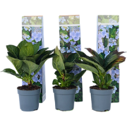 Hortensia Teller - Set van 3 - Blauw - Hydrangea - Pot 9cm - Hoogte 25...