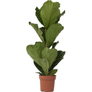 Ficus Lyrata - Vioolbladplant - Tabaksplant - Pot 21cm - Hoogte 70-90c...