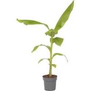 Musa Basjoo - Bananenplant - Tuinplant - Pot 21cm - Hoogte 55-70cm