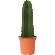 Euphorbia Ingens 'cowboycactus' - cactus - pot 18cm - hoogte 40-50cm