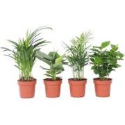 Trendy Thuis - Set van kamerplanten - Pot 12cm - Hoogte 25-40cm