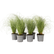 Festuca glauca 'Elijah Blue' - Set van 6 - Siergras - Pot 9cm - Hoogte...