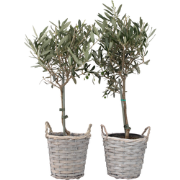 Olea Europaea - Set van 2 - Olijfboom stam in mand - Pot 14cm - Hoogte...