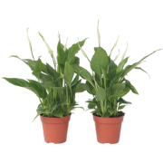 Spathiphyllum 'Lepelplant' - Set van 6 - Pot 12cm - Hoogte 30-40cm