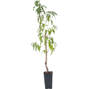 Prunus Persica 'Saturne' - Perzikboom - Fruitboom - Pot 15 cm - Hoogte...