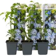 Plumbago auriculata 'Mannentrouw' - Set van 3 - Pot 9cm - Hoogte 25-40...