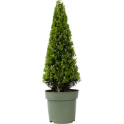 Ilex crenata 'Japanse Hulst' Piramide - Tuinplant - ?21cm - Hoogte 55–...