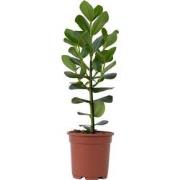 Clusia rosea 'Princess' - Pot 17cm - Hoogte 50-60cm