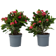 Euphorbia Milii - Christusdoorn - Set van 2 - Vetplant - ? 13cm - Hoog...