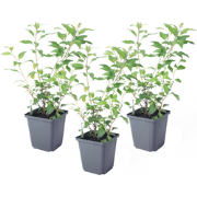 Solanum Rantonnetii 'Nachtschade' - 3 stuks - Struik - Pot 9 cm - Hoog...