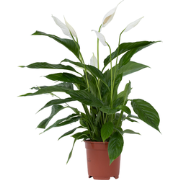 spathiphyllum lima - Lepelplant - Pot 17cm - Hoogte 60-75cm