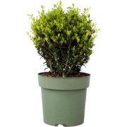 Ilex crenata 'Japanse Hulst' bolvorm - Tuinplant - ?17cm - Hoogte 30-4...