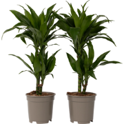 Dracaena Deremensis Janet Craig - Set van 2 - Pot 17cm - Hoogte 60-70c...