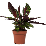 Calathea Insignis - Marantaceae - Pot 12cm - Hoogte 30-40cm