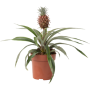 Ananasplant 'Mi Amigo' - Kamerplant - Pot 12cm - Hoogte 35-45cm