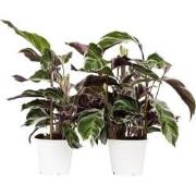 Calathea 'Fusion White' - Set van 2 - Exotisch - Pot 14cm - Hoogte 30-...