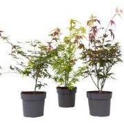 Acer palmatum - Set van 3 - Japanse Esdoorn - Pot 19cm - Hoogte 60-70c...