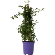 Ceanothus thyrsiflorus Repens - Struik - Pot 17cm - Hoogte 60-70cm