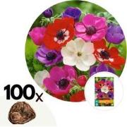 Anemone de Caen Mix x100 - Bloembollen winterhard - Tuin, pot of balko...