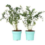 Eucalyptus 'Baby Blue' - Set van 2 - Eucalyptusstruiken - ?15 cm - Hoo...