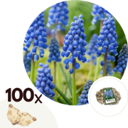 Muscari armeniacum - 100x Hyacinthbollen - Bloembollen- blauw druifje