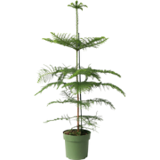 Araucaria Heterophylla - Norfolkden - Kamerden - Pot 21cm - Hoogte 70-...