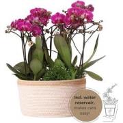 Kolibri Orchids | paarse plantenset in Cotton Basket incl. waterreserv...