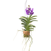 Vanda 'Botanica' in terracotta hangpot - Orchidee - Blauw - ?12cm - Ho...