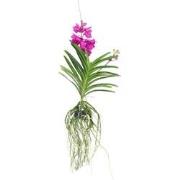 Vanda orchidee 'Tayanee Cerise' - Creme-wit - Hoogte 65cm