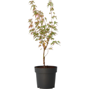 Acer palmatum 'Taylor' - Japanse Esdoorn - Pot 19cm - Hoogte 50-60cm