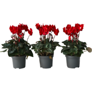 Cyclamen persicum 'Winfall Scarlet' - Set van 3 - Pot 9cm - Hoogte 10-...