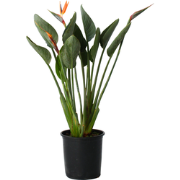 Strelitzia Reginea - Paradijsvogelbloem - Met bloem! - ?27cm - Hoogte ...